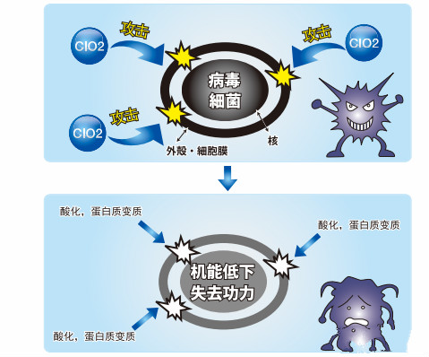 二氧化氯消毒杀菌原理